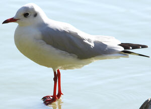 Mouette rieuse 
&copy; R�gis Poulet