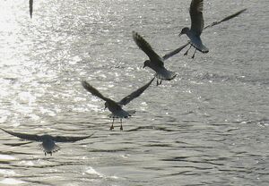 Mouette rieuse 
&copy; R�gis Poulet
