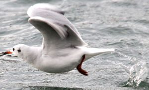 Mouette rieuse 
&copy; R�gis Poulet