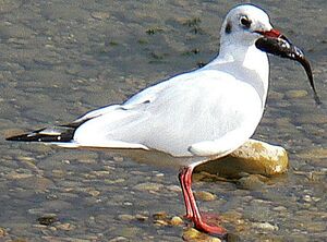 Black-headed Gull
