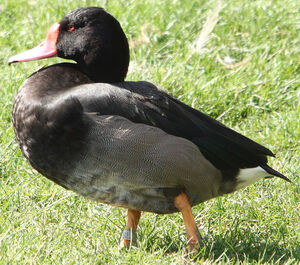 Rosy-billed Pochard
