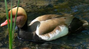 Red-crested Pochard