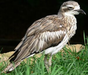 Oedicn�me brid�