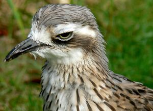 Oedicn�me brid�