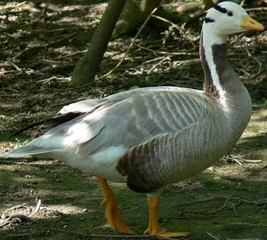 Bar-headed Goose