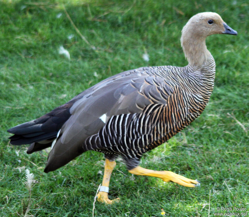 Upland Goose female adult, identification