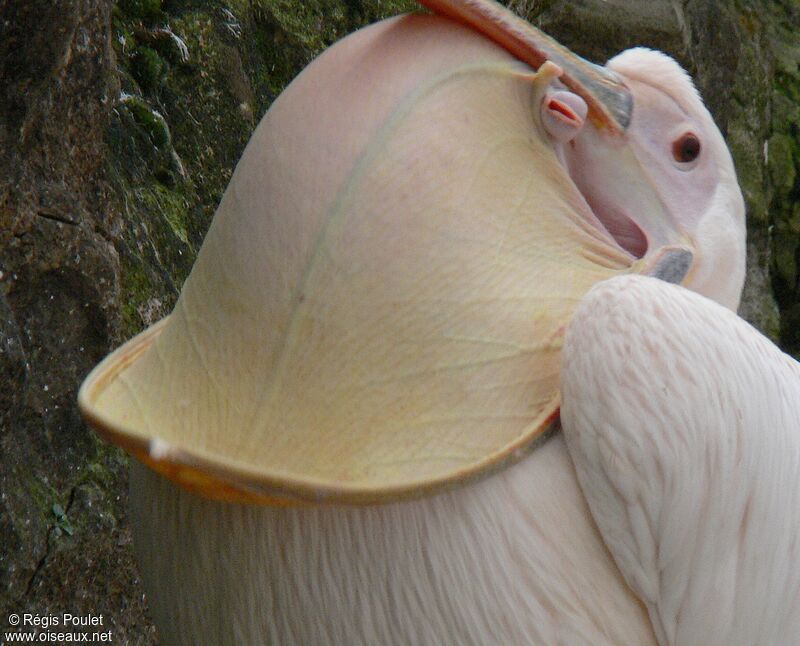 Pélican blanc