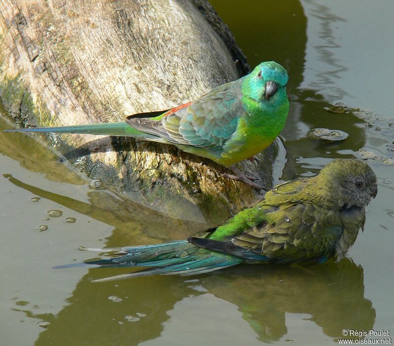 Red-rumped Parrot 