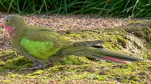 Princess Parrot