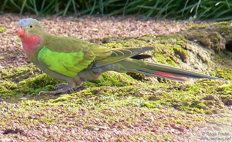 Princess Parrot female adult