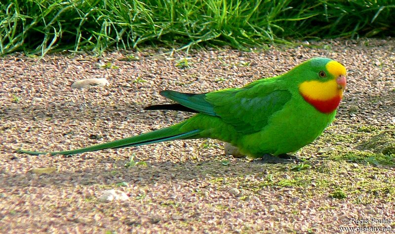 Superb Parrot male adult