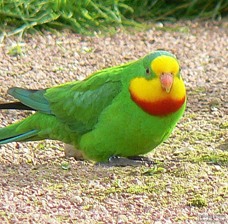 Superb Parrot male adult