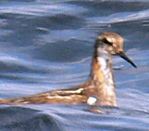 Phalarope � bec �troit