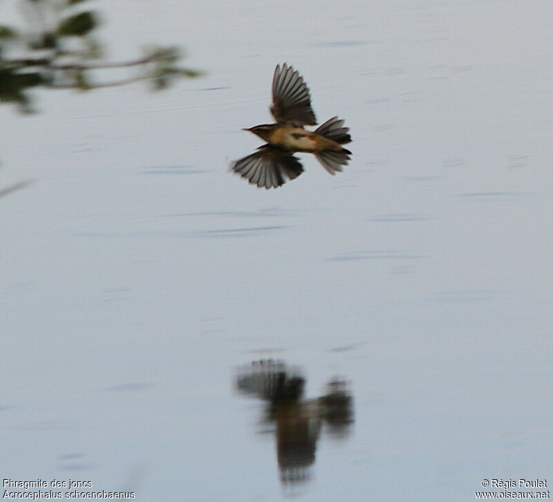 Sedge Warbler, Flight