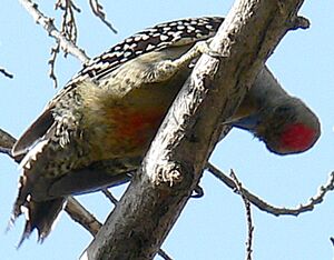 Pic � couronne rouge