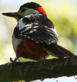 Great Spotted Woodpecker 
&copy; R�gis Poulet