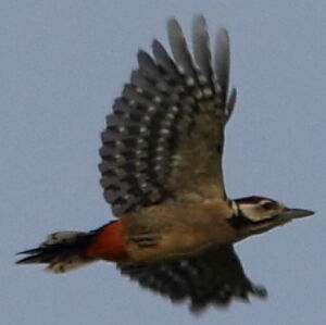 Great Spotted Woodpecker 
&copy; R�gis Poulet