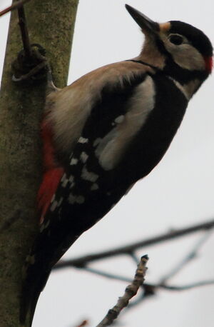 Great Spotted Woodpecker 
&copy; R�gis Poulet