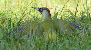European Green Woodpecker 
&copy; R�gis Poulet