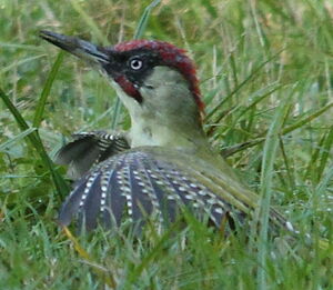 European Green Woodpecker 
&copy; R�gis Poulet