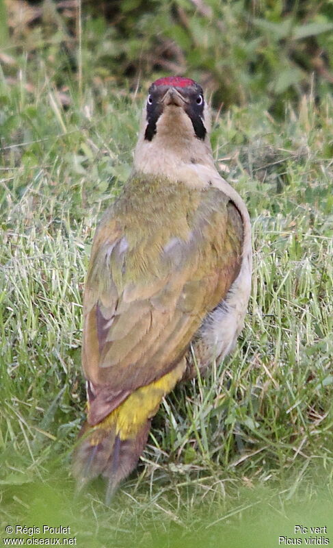 European Green Woodpecker female adult