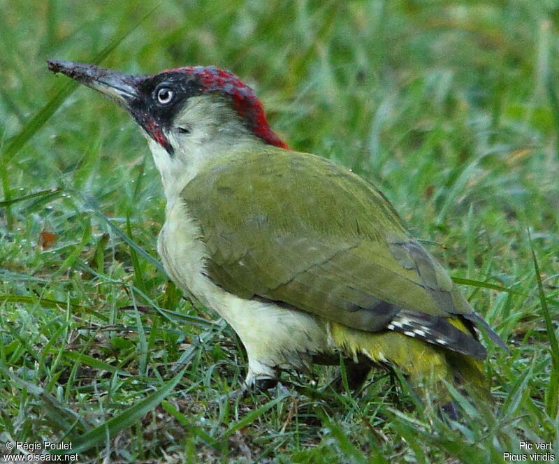 European Green Woodpecker, Behaviour