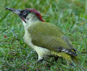 European Green Woodpecker 
&copy; R�gis Poulet