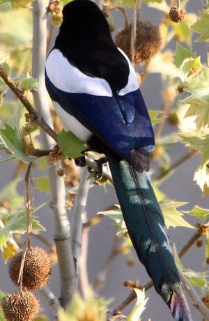 Eurasian Magpie
