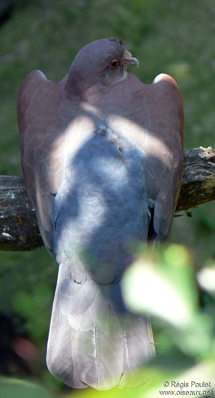 Pigeon à bec rougeadulte, identification