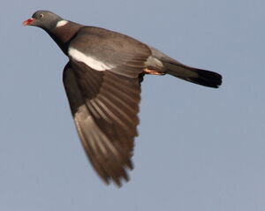 Pigeon ramier
