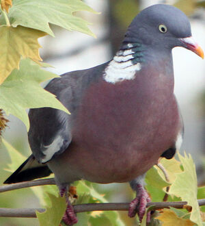 Pigeon ramier 
&copy; R�gis Poulet