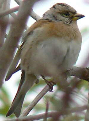 Brambling