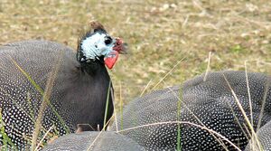 Helmeted Guineafowl