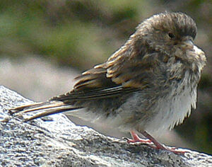 Pipit farlouse