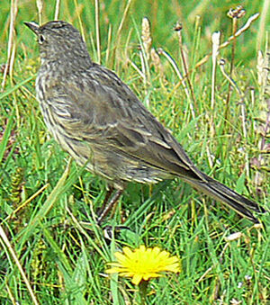 Eurasian Rock Pipit