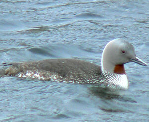 Plongeon catmarin 
&copy; R�gis Poulet