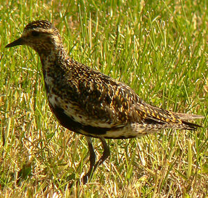 European Golden Plover