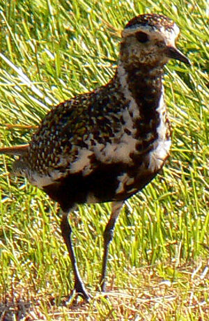 European Golden Plover