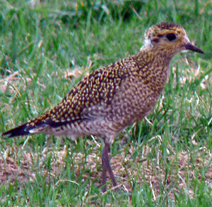 European Golden Plover