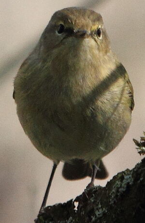 Common Chiffchaff 
&copy; R�gis Poulet