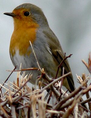 Rougegorge familier