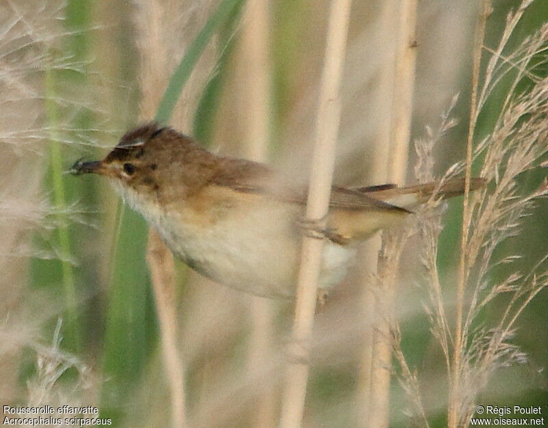 Common Reed Warbler, feeding habits