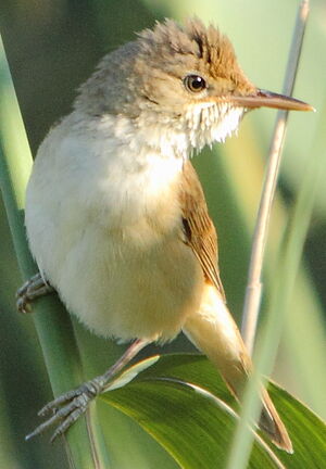 Eurasian Reed Warbler 
&copy; R�gis Poulet