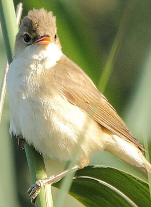 Eurasian Reed Warbler 
&copy; R�gis Poulet