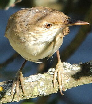 Eurasian Reed Warbler 
&copy; R�gis Poulet