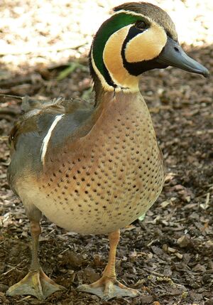 Baikal Teal