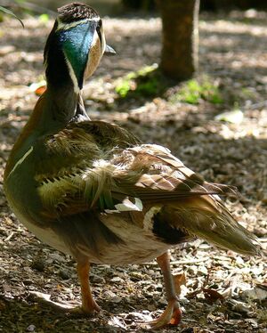 Baikal Teal