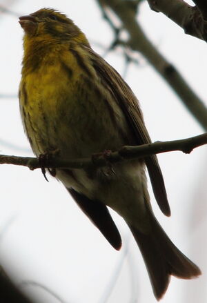 Serin cini