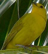 Saffron Finch