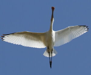Eurasian Spoonbill